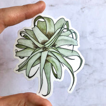 Load image into Gallery viewer, Plant sticker - Air plant (tillandsia xerographica)
